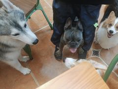 -柯斗斗主题餐厅·狗咖·围炉煮茶·茶饮(国瑞升平里店)