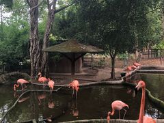 -清迈夜间动物园