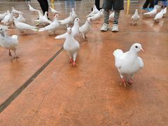 -济南方特东方神画