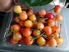 -上海菊园樱桃研究所