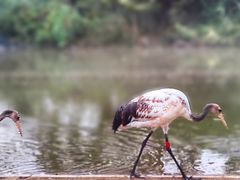 -盐城丹顶鹤湿地生态旅游区
