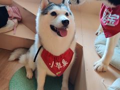 -Husky Go! 哈士奇体验馆·宠物咖啡厅狗咖