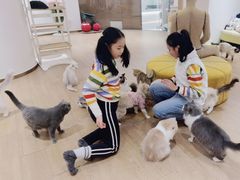 -1013 PET SHOP精品宠物商店(丁香店)