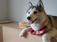 -Husky Go! 哈士奇体验馆·宠物咖啡厅狗咖