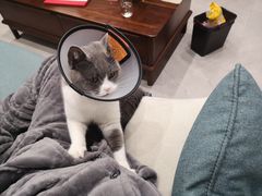 -关爱宠物医院·猫科中心·消化科(滨湖万达分院)