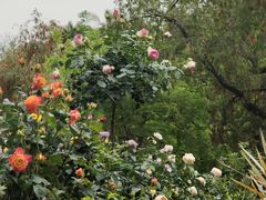 -人民公园(罗湖区)