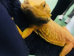 -藦茜花园宠物主题亲子互动体验馆(国顺东路店)