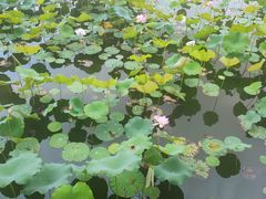 -西北湖绿化广场