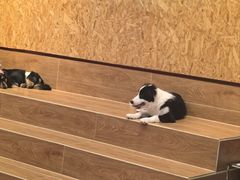 -和它·交个朋友·狗咖猫咖(爱琴海店)