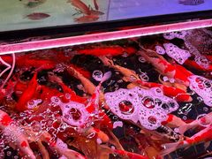 -双季花艺园艺市场(浦东店)