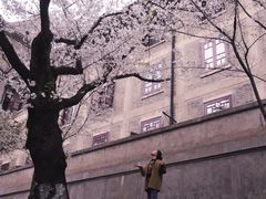 -武汉大学-樱园