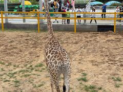 -西霞口神雕山野生动物世界