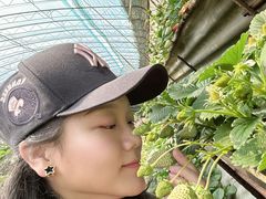 -大自然农场蔬菜草莓采摘园