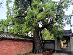 -中岳庙