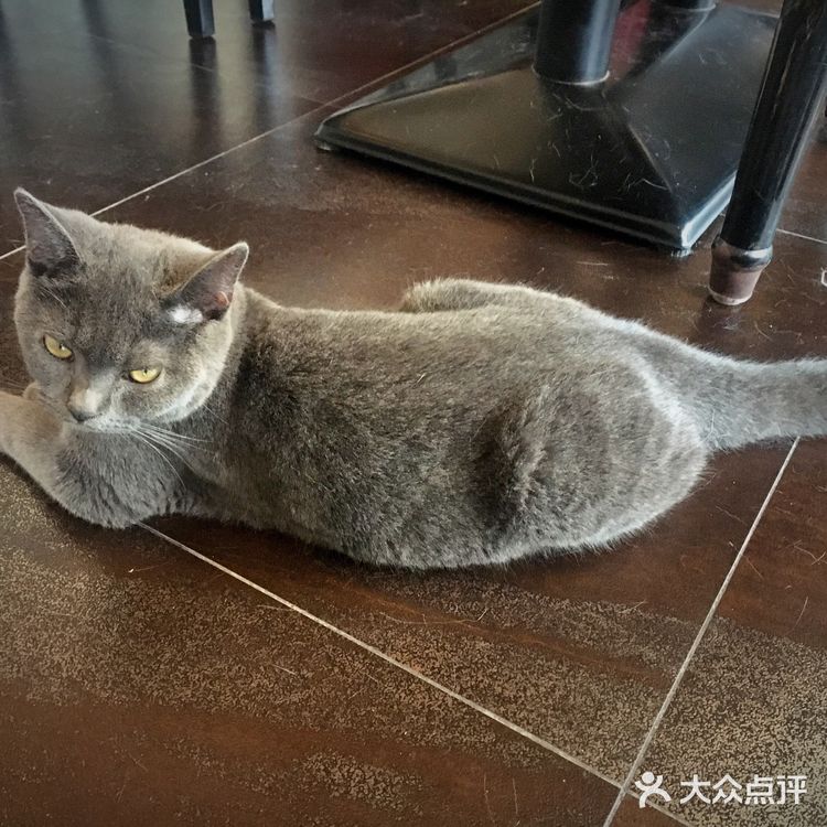 尤其是在自己忙碌一天休息的时候撸个猫解个乏