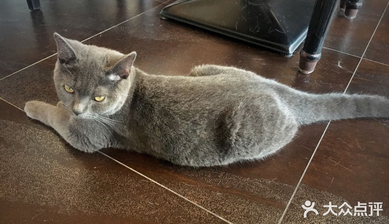 尤其是在自己忙碌一天休息的时候撸个猫解个乏