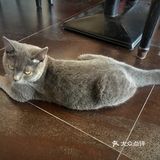 尤其是在自己忙碌一天休息的时候撸个猫解个乏