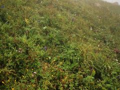 -白草畔自然风景区