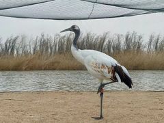 -盐城丹顶鹤湿地生态旅游区
