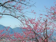 -新建村梅花