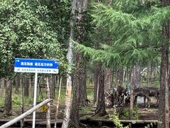 -莫尔道嘎国家森林公园