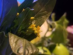 -荣记火锅(青悦城店)