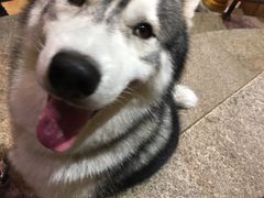 -more than meow吴止猫主题餐厅(承德 中船汇店)