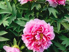 -莲花池公园