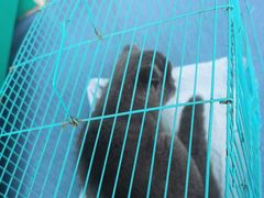 -博特宠物医院24h犬猫全科.骨科·异宠