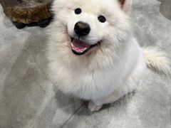 -more than meow吴止猫主题餐厅(承德 中船汇店)