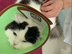 -瑞派福兴宠物医院犬猫全科·骨科·中西医结合(河东店)