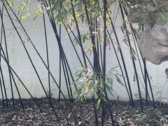 -秋霞圃
