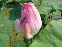 -北纬44度·金珠花海休闲农业旅游景区