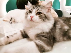 雪球-飞行喵MR PILOT|猫舍·猫咖(静安大融城店)