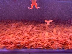 -华声天桥民俗文化园