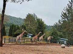 -大连森林动物园