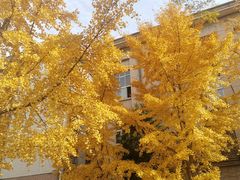 -山东农业大学(岱宗校区)