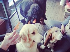 iphone_upload_pic-百好乐宠物友好餐厅(朝外大街店)