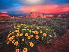 -罗红摄影艺术馆