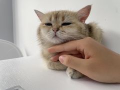 -喵的天空名猫咖啡馆·撸猫·猫舍·用品