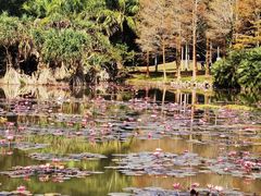 -中国科学院西双版纳热带植物园
