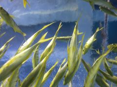 -太平洋海底世界