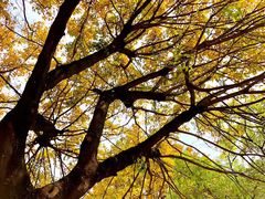 -星海音乐学院(沙河校区)