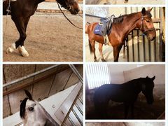 -月河湾马术俱乐部(朝阳店)