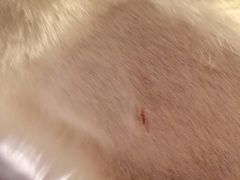 -纳吉亚猫专科动物医院博雅分院
