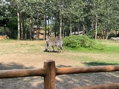 -大连森林动物园