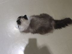 -藏猫猫咖啡主题馆(中央大道店)