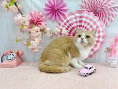-1013 PET SHOP精品宠物商店(丁香店)