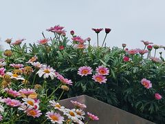 -大望京公园