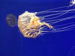-海合安武汉极地海洋公园